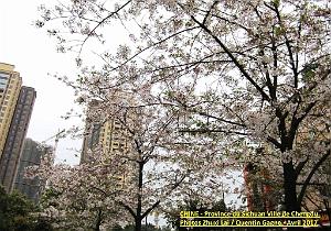 Chengdu avril 2017 - 004